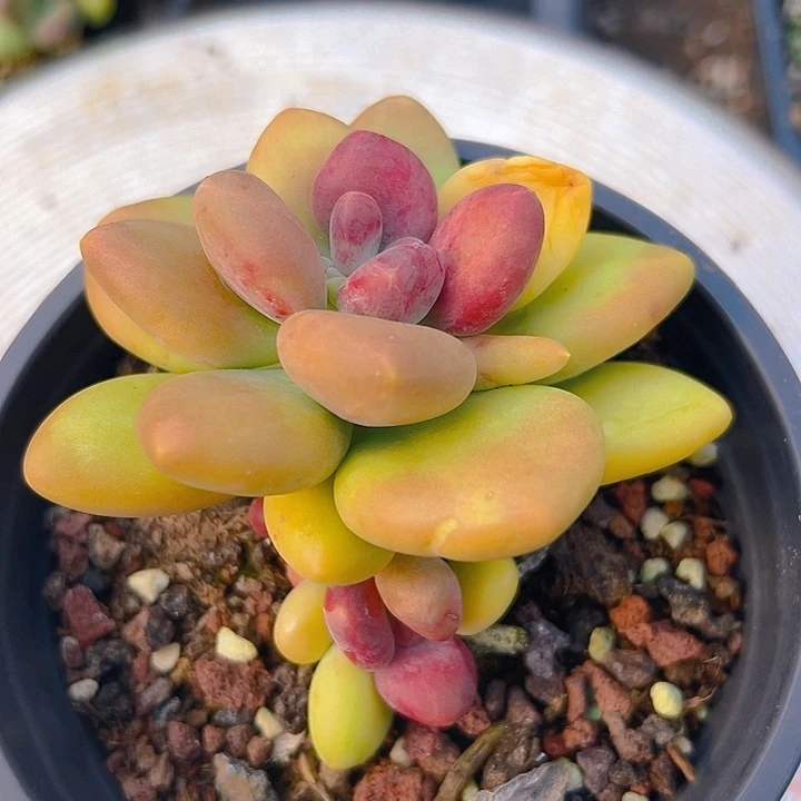 芒果杂系列美人特价福利