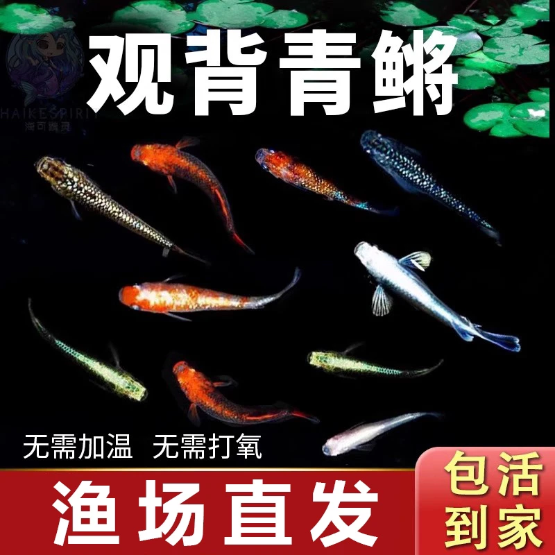 观背青鳉冷水观赏鱼好养耐活淡水鱼新手适合迷你鱼冷水鱼观赏鱼