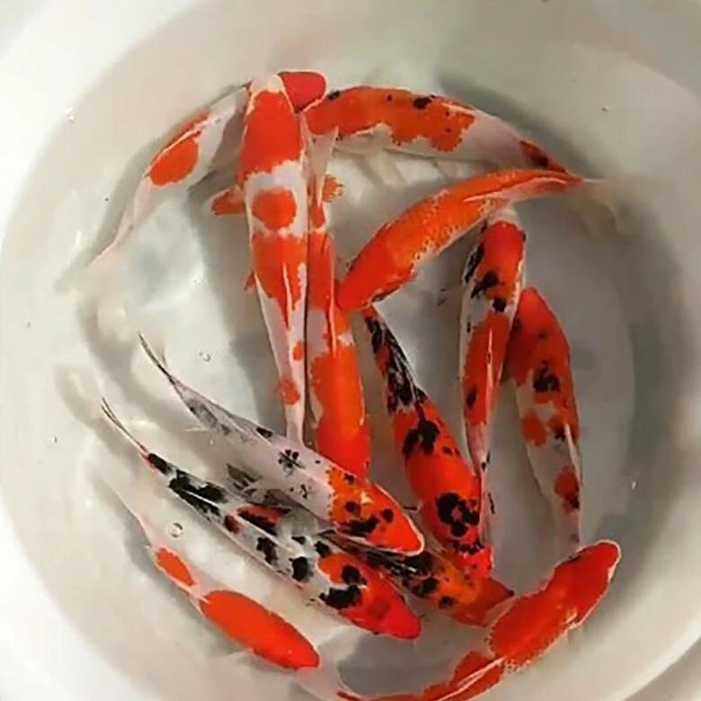 顺丰锦鲤活鱼黄金锦鲤火鲤淡水好养易活鱼小型纯种锦鲤小锦鲤鱼苗