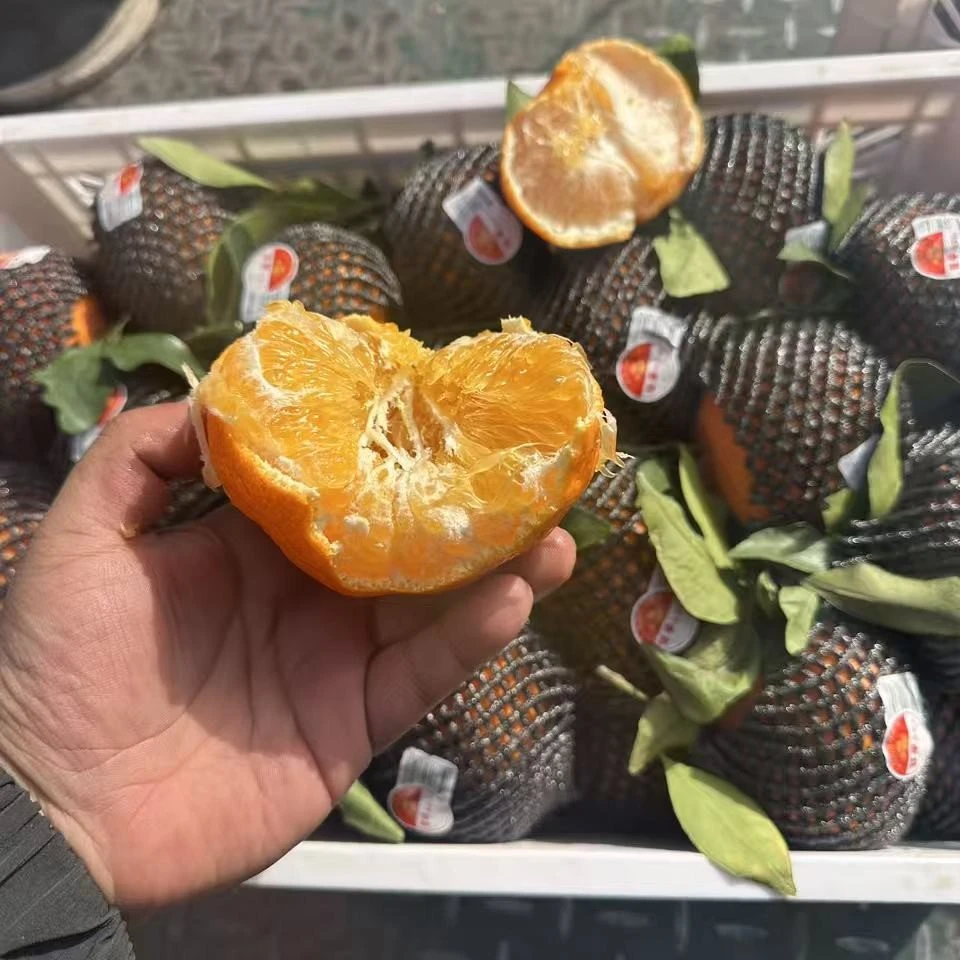 沐天柑平，橘子吉林省