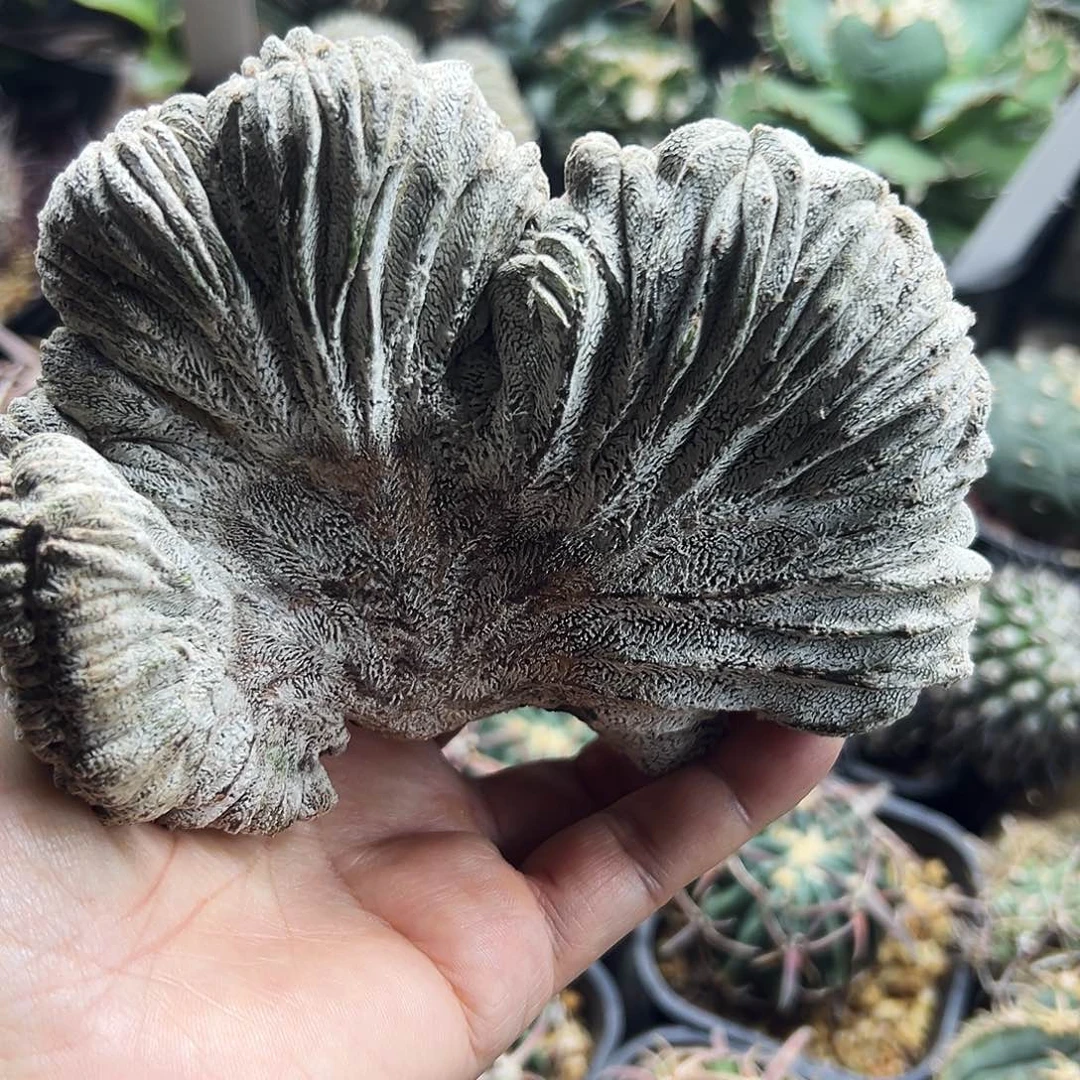 恩中缀仙人球666666