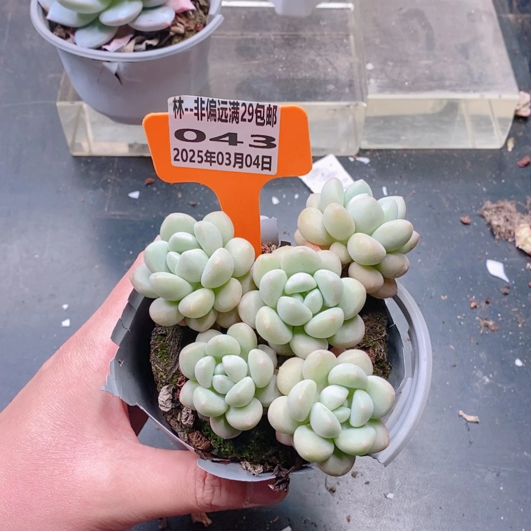 精品多肉043号00001