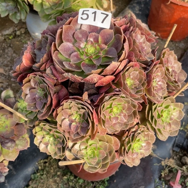 无花朵517多肉植物赤焰莲
