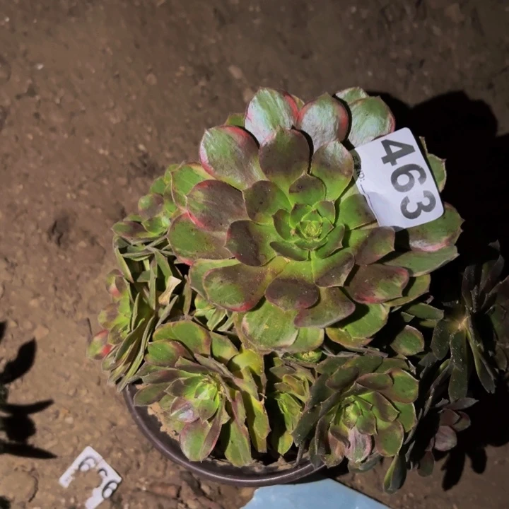 463雨荷七彩多肉植物不售后