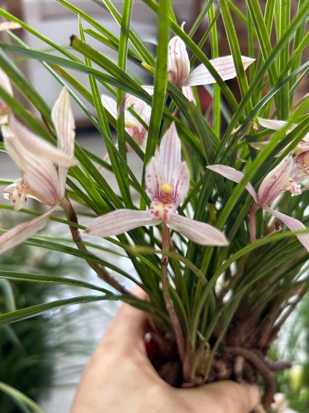 小若兰家贵州本地莲瓣兰，花香色美，苗型飘逸漂亮，3苗以上发货