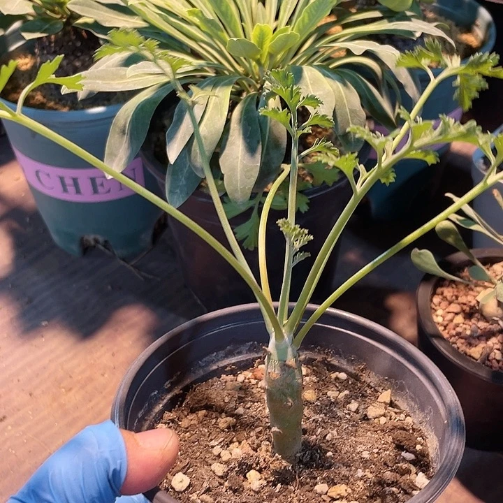 476香水杨葵块根，