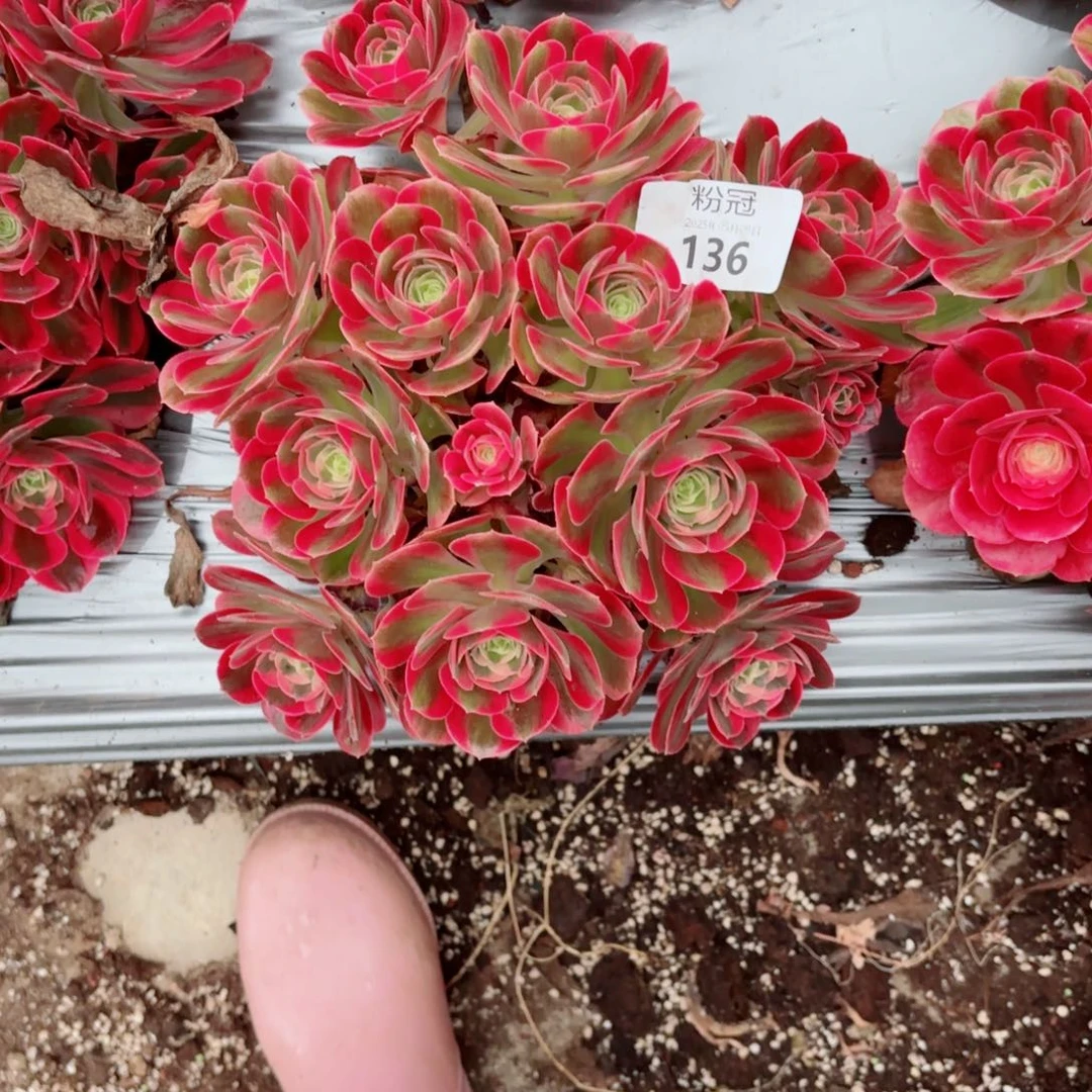 136 多肉植物法师锦
