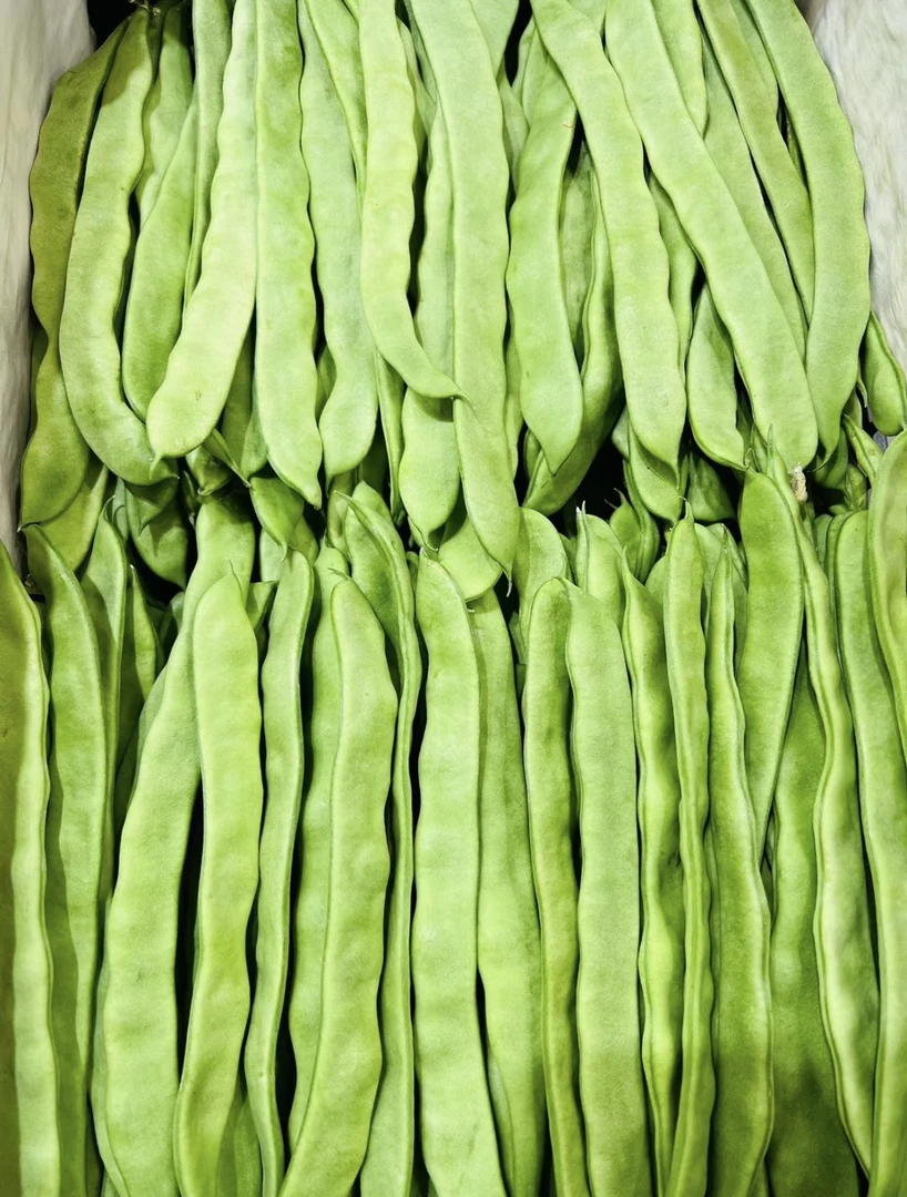 【现摘现发】河南现摘露天扁豆新鲜现摘豆角新鲜