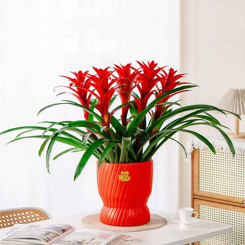 五株苗年宵花鸿运当头红色室内桌面懒人绿植基地直发好养凤梨鲜艳