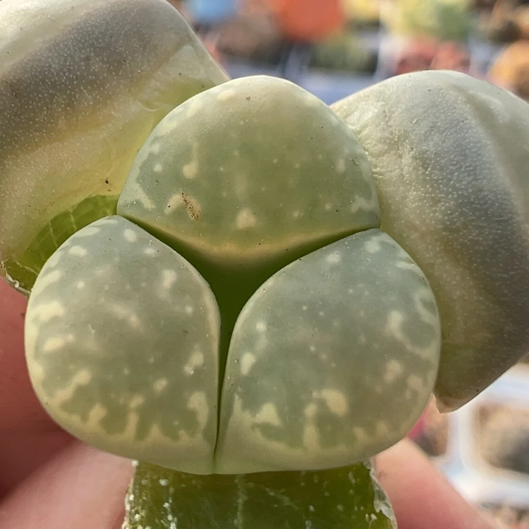 140多肉植物百科知识