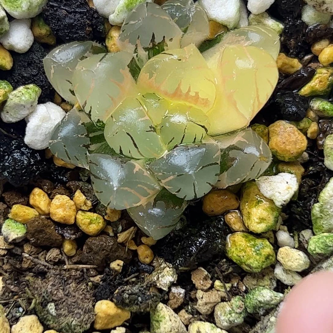冰灯锦十二卷多肉植物