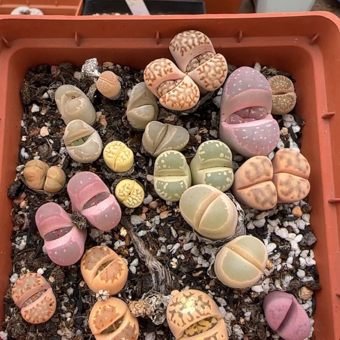 3。4。 生石花混。量贩不挑随机发。 非零下可带盆土