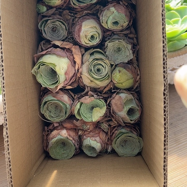 山地玫瑰多肉苗苗101