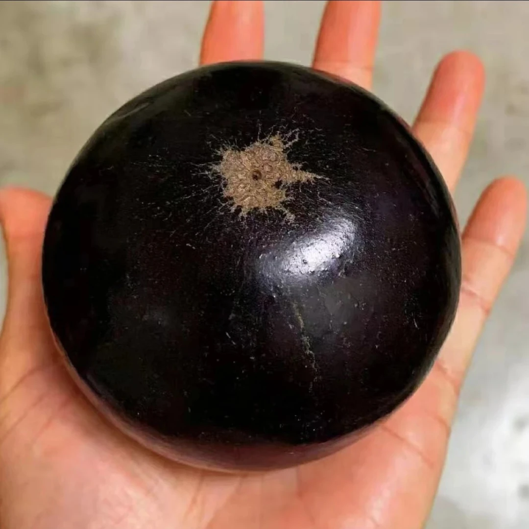 台湾树葡萄苗 嘉宝果苗沙巴早生四季当年结果嫁接苗 庭院盆栽果树