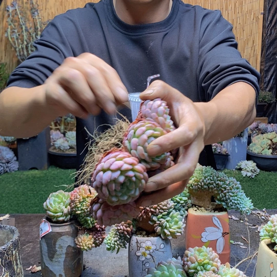 很***道10 号白胖子多肉