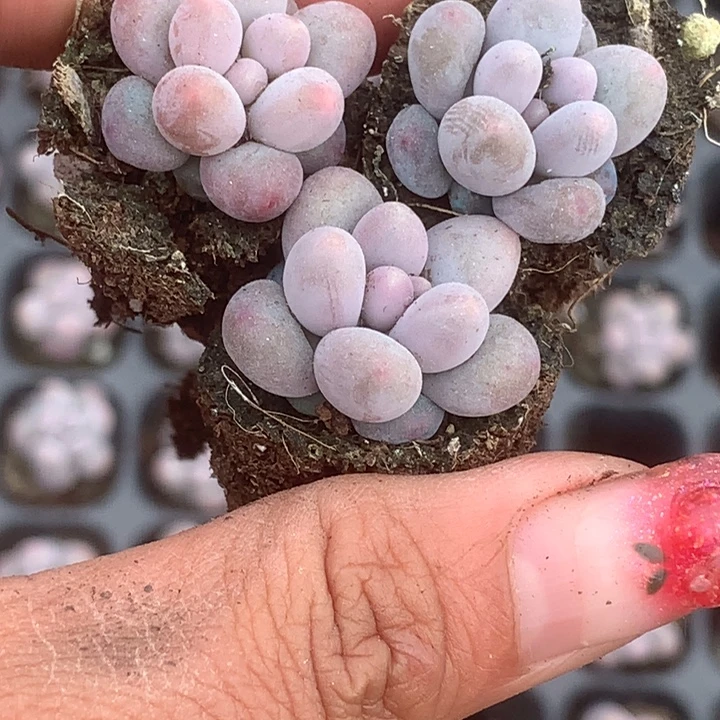 彩虹奶10个 （满9.99包邮不满9.99发叶子）