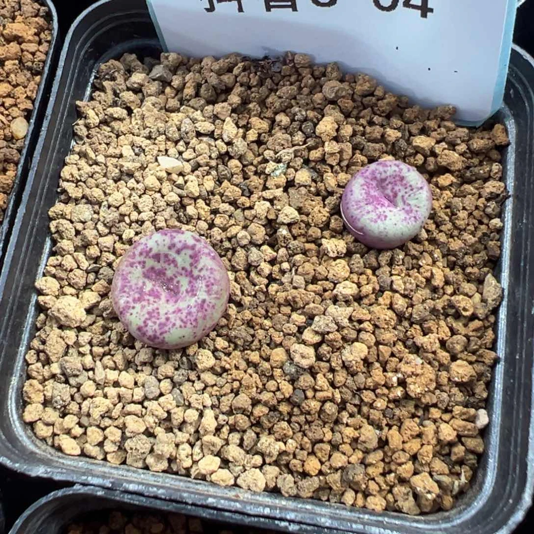 3-04肉锥多肉植物