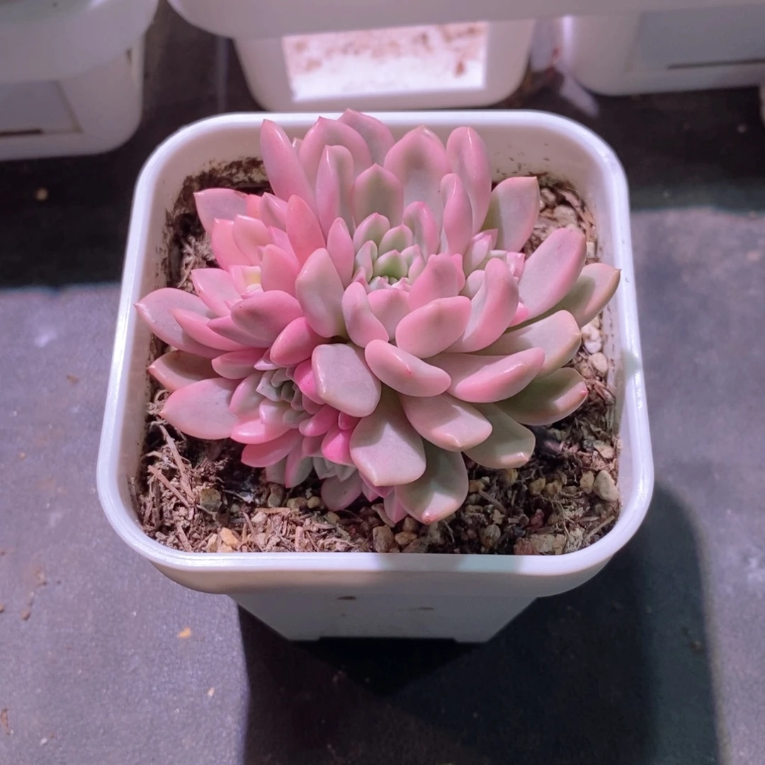 随***红宝石锦多肉植物老桩