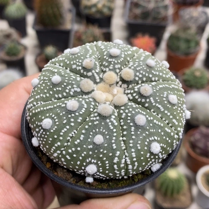 实生超兜特价福利