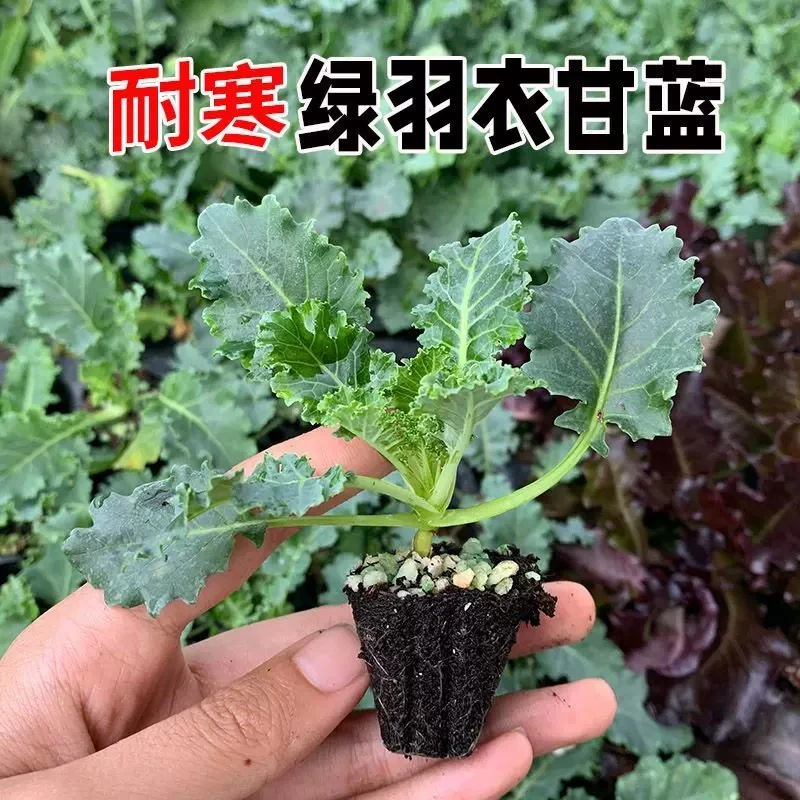 羽衣甘蓝苗 食用观赏耐寒耐热花盆小院种植