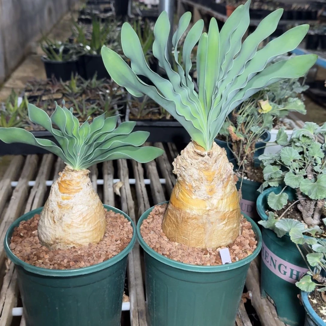 巨凤之卵一物一拍