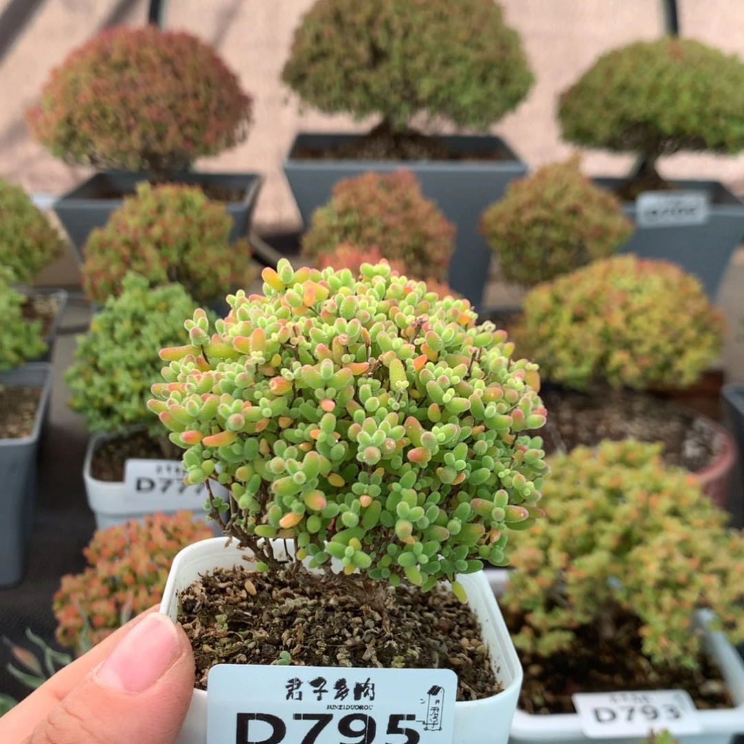 795蜜橘糖球
