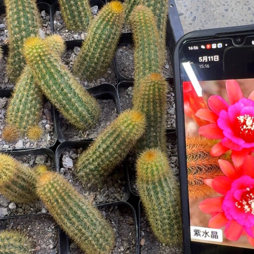 31紫水晶根脱盆脱土发货一个，20包邮