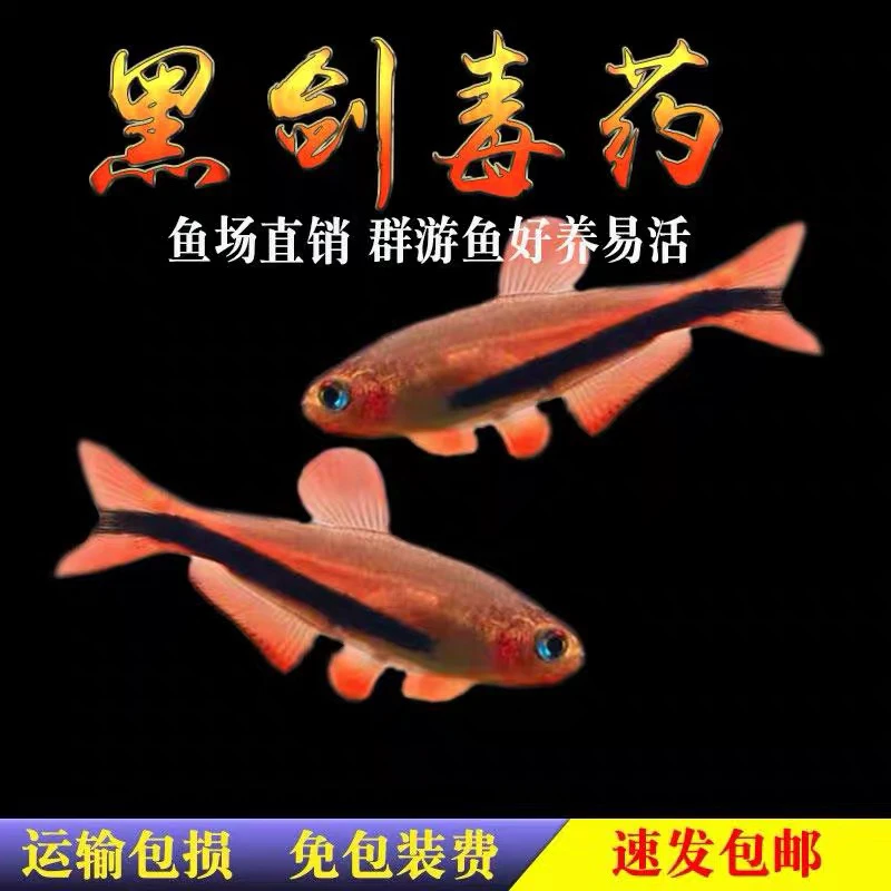 黑剑毒药dy热带活体观赏鱼苗中小型群游混养灯科淡水草缸鱼
