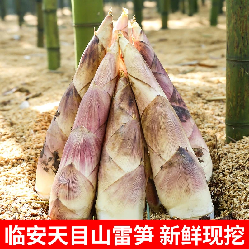 临安新鲜雷笋现挖现发时令蔬菜美味煲汤鲜嫩