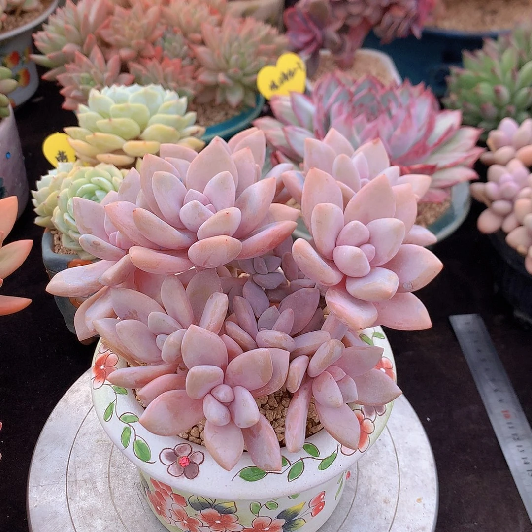 桃霜多肉一物一拍