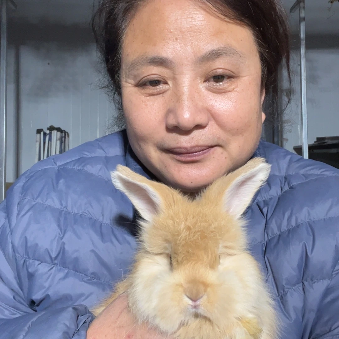 。****双血统英系安哥拉兔子