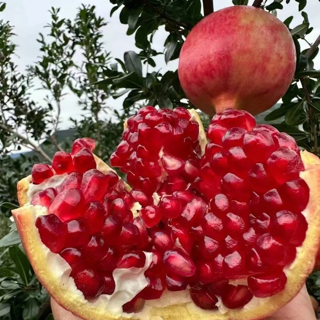 润宁【顺丰包邮】正宗突尼斯软籽石榴当季新鲜水果现摘现发皮薄多汁