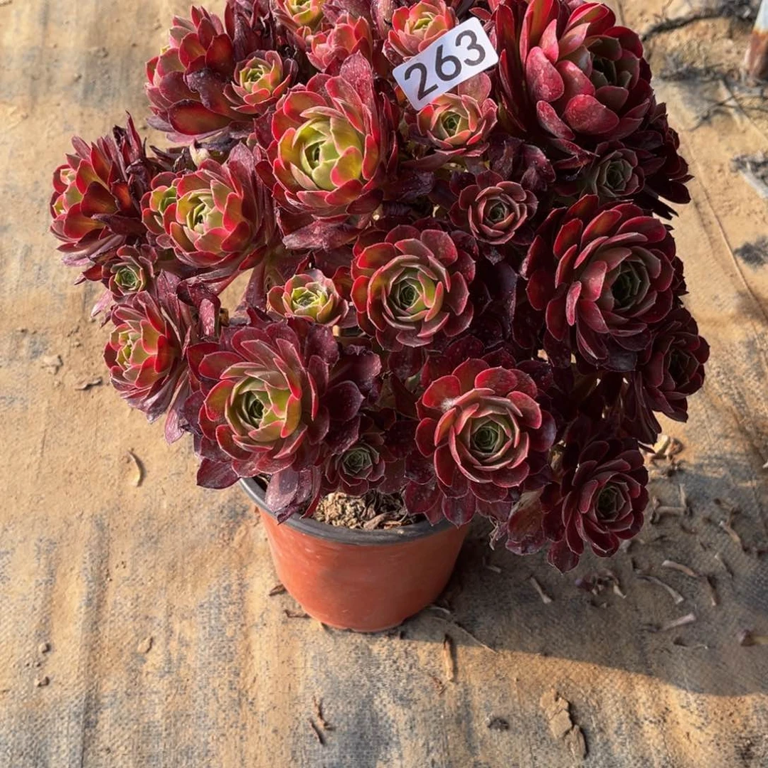 多肉植物263安娜