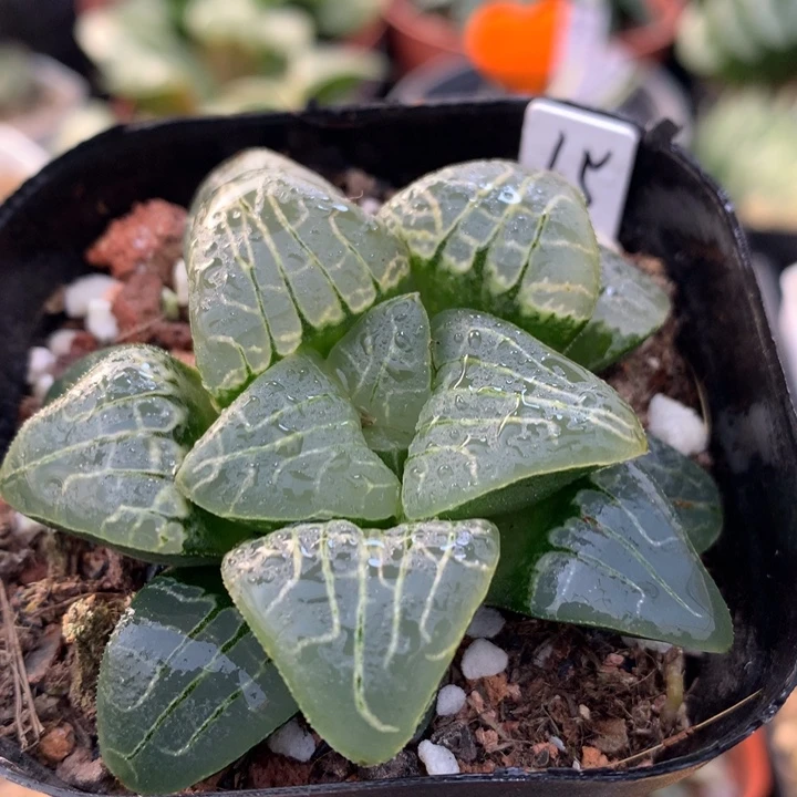 粉色甜心，带盆发货