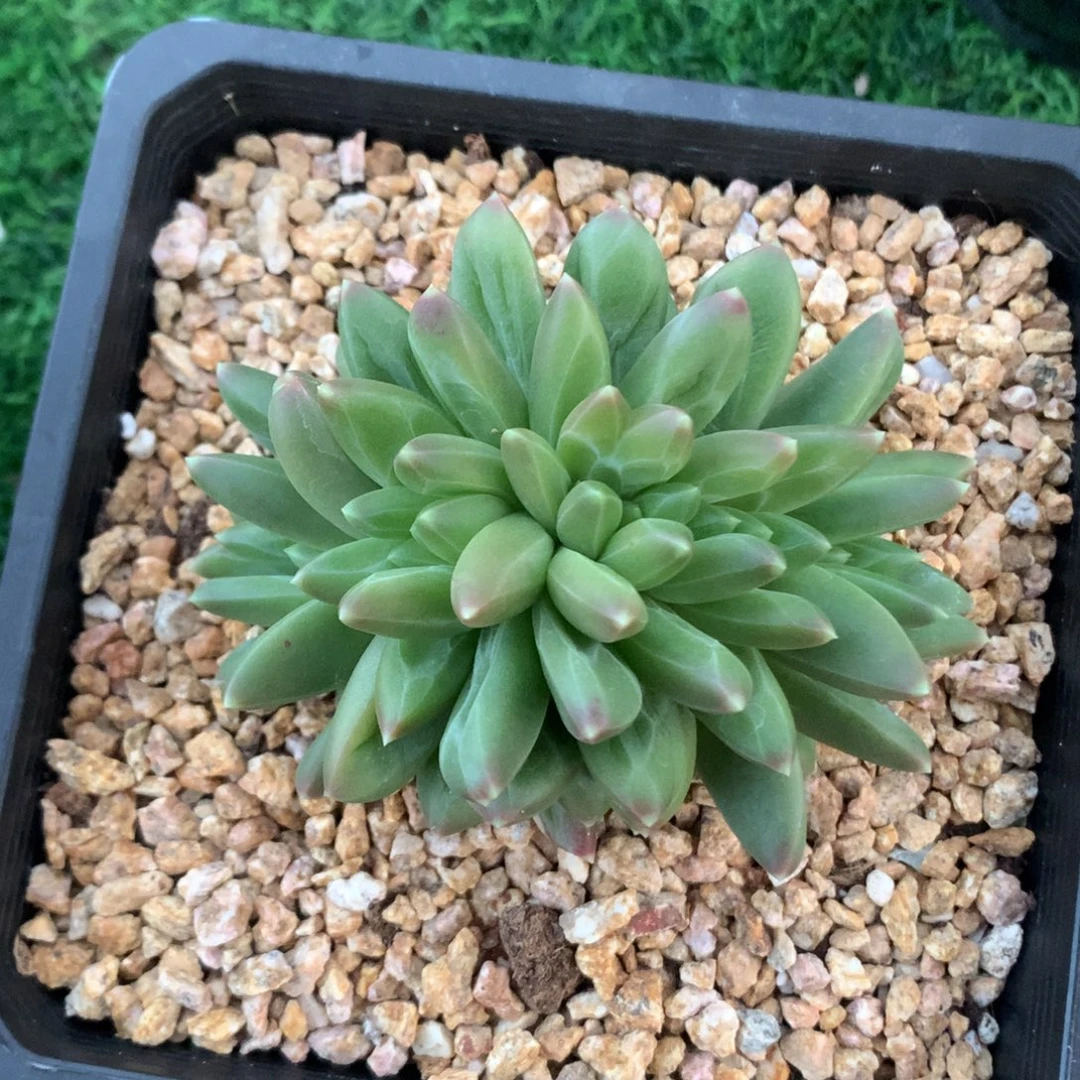 多肉植物一物一拍