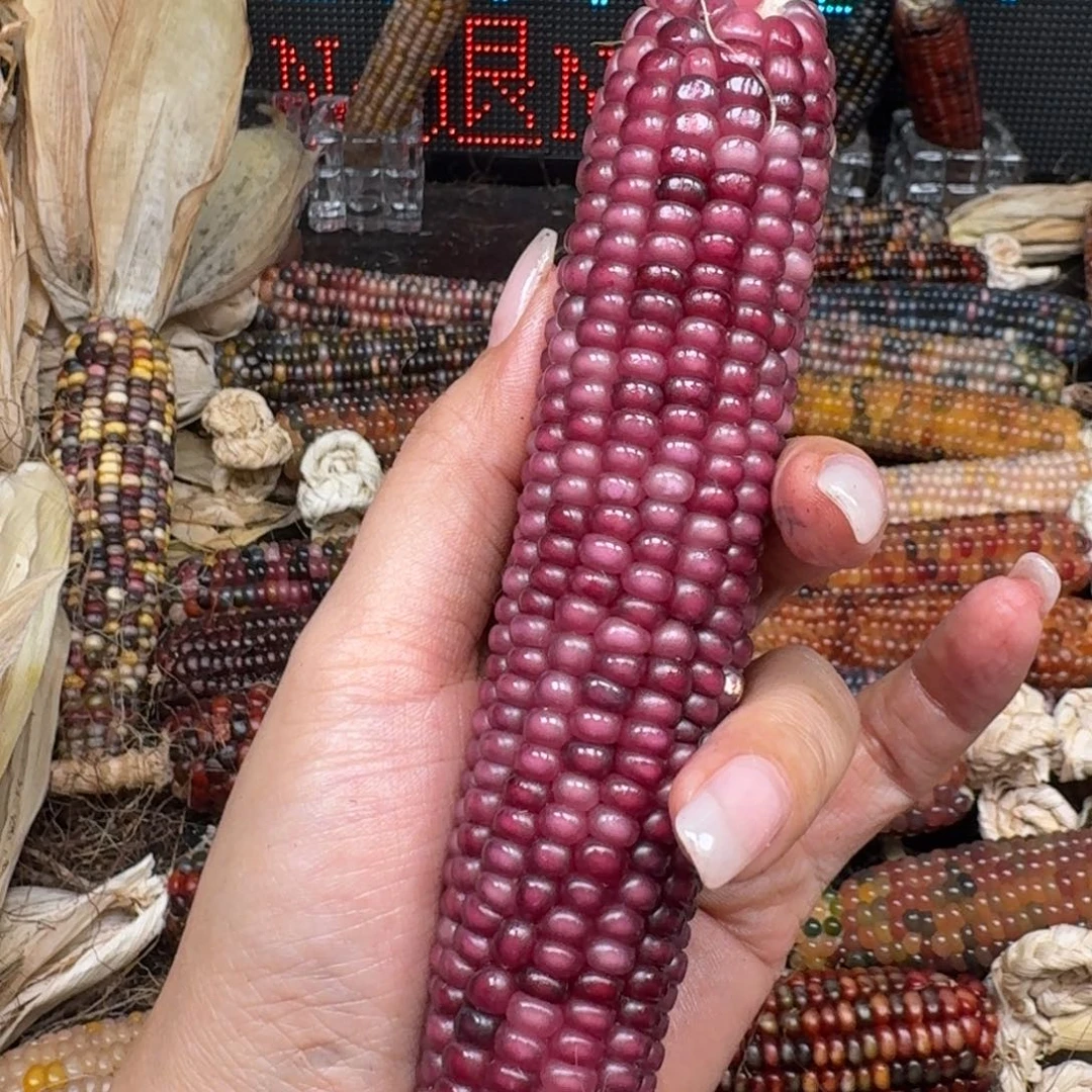 柏香籽/百香籽吊坠米*