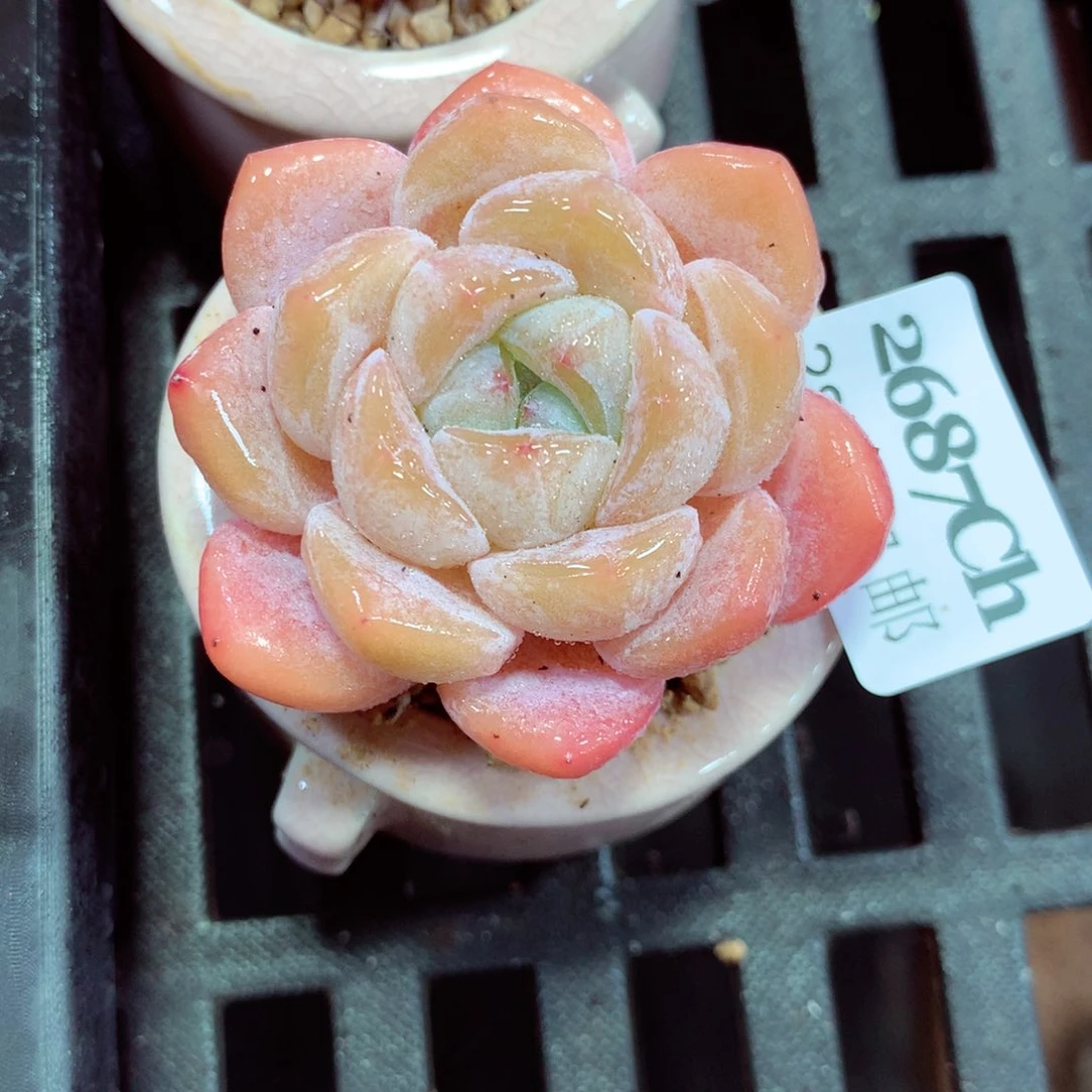 5厘米盆精控多肉2687