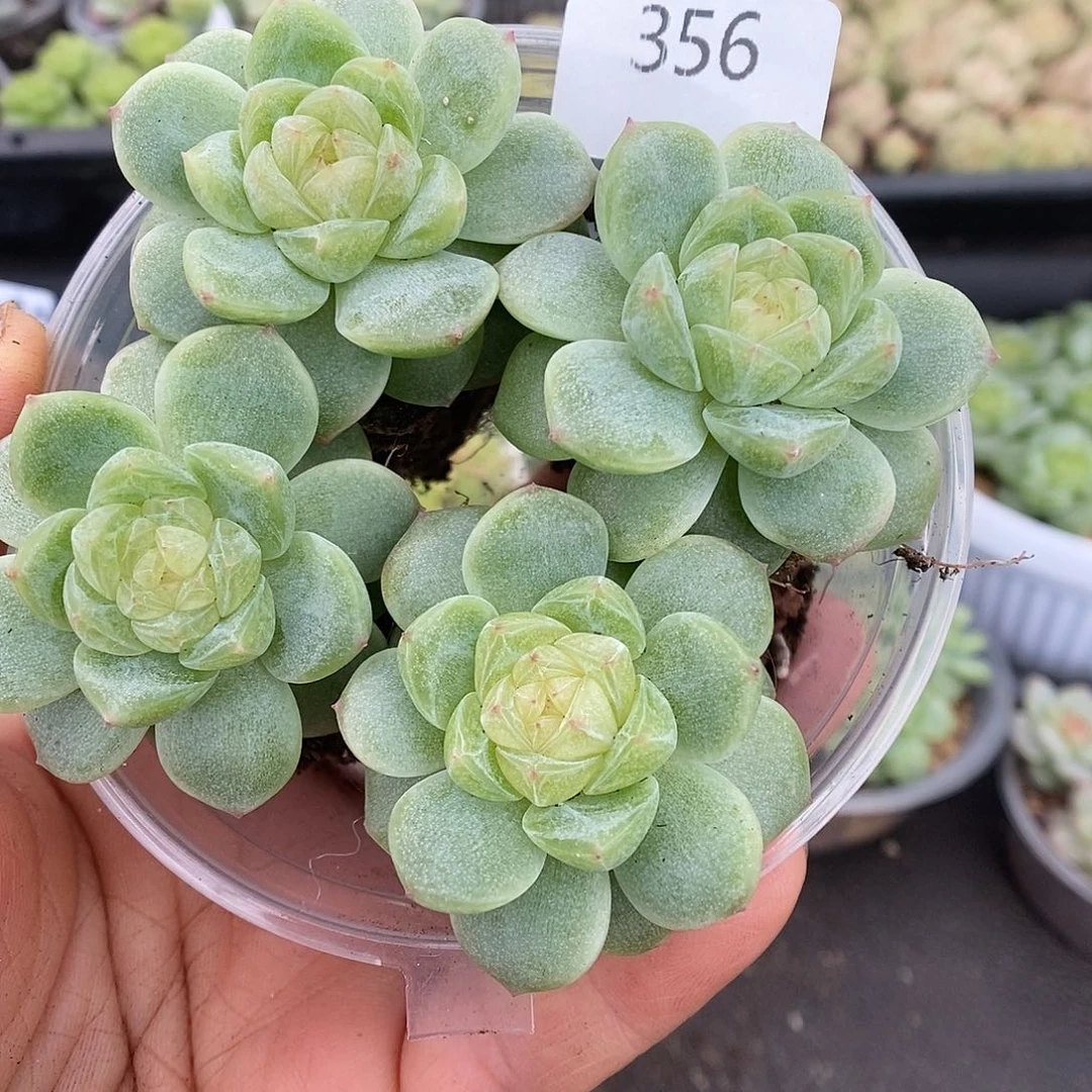 一物一拍一物一拍911-356