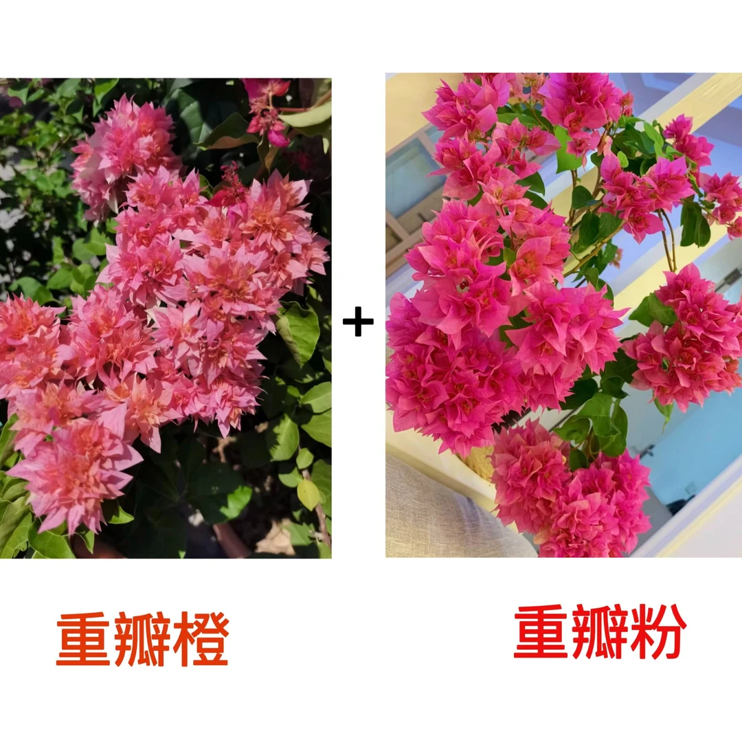 （重瓣橙+重瓣粉）到手2颗三角梅四季勤花一花多色耐热不带花不带盆