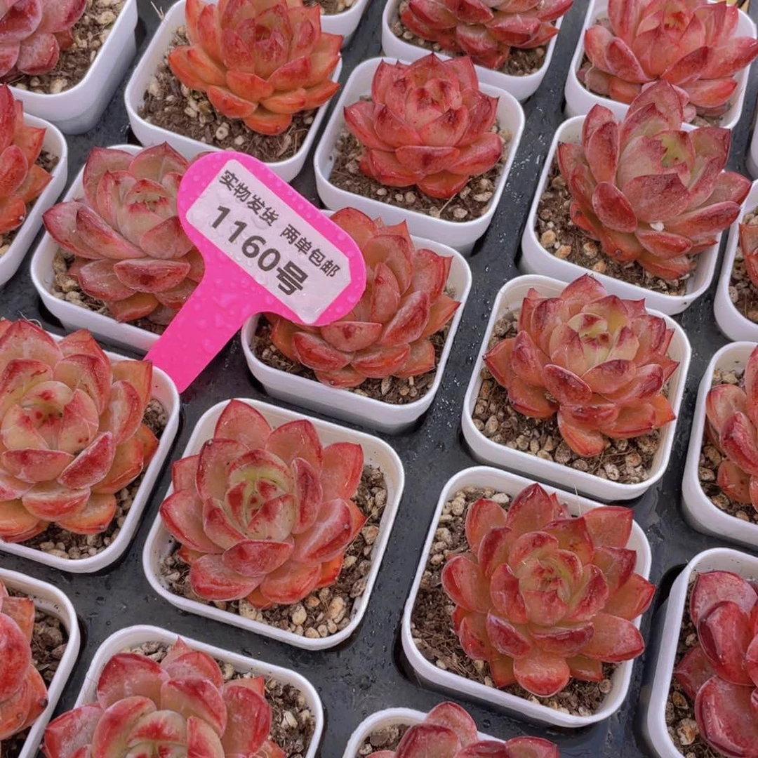 1160号 全状态夜魔侠单头一个