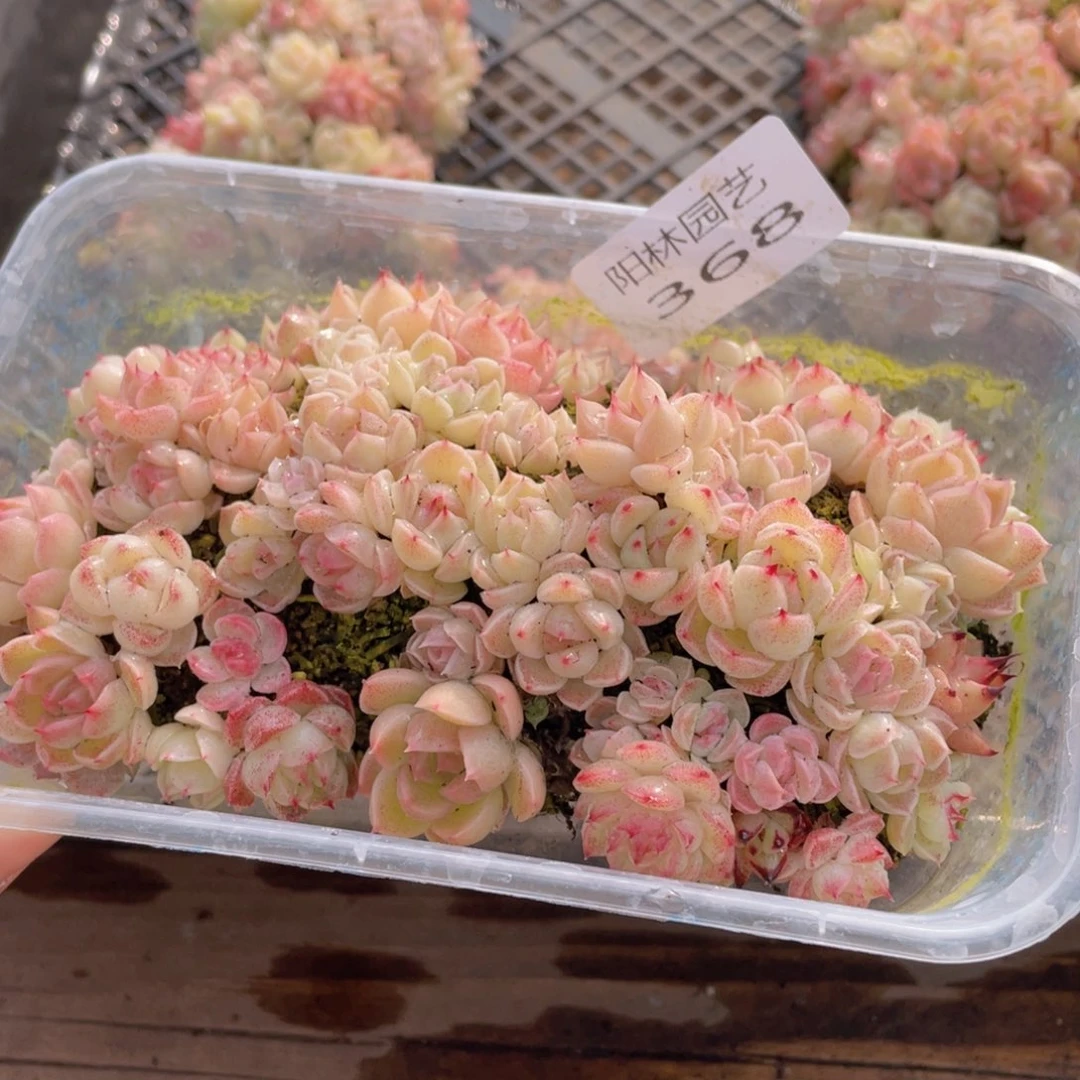 多肉植物多肉植物368