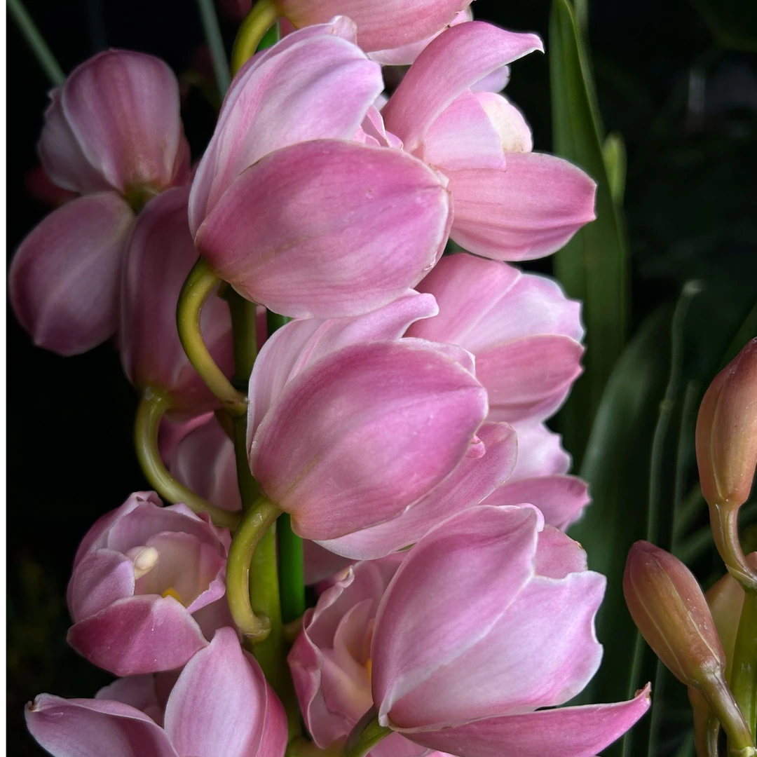 【美梦】落地款粉色年宵花