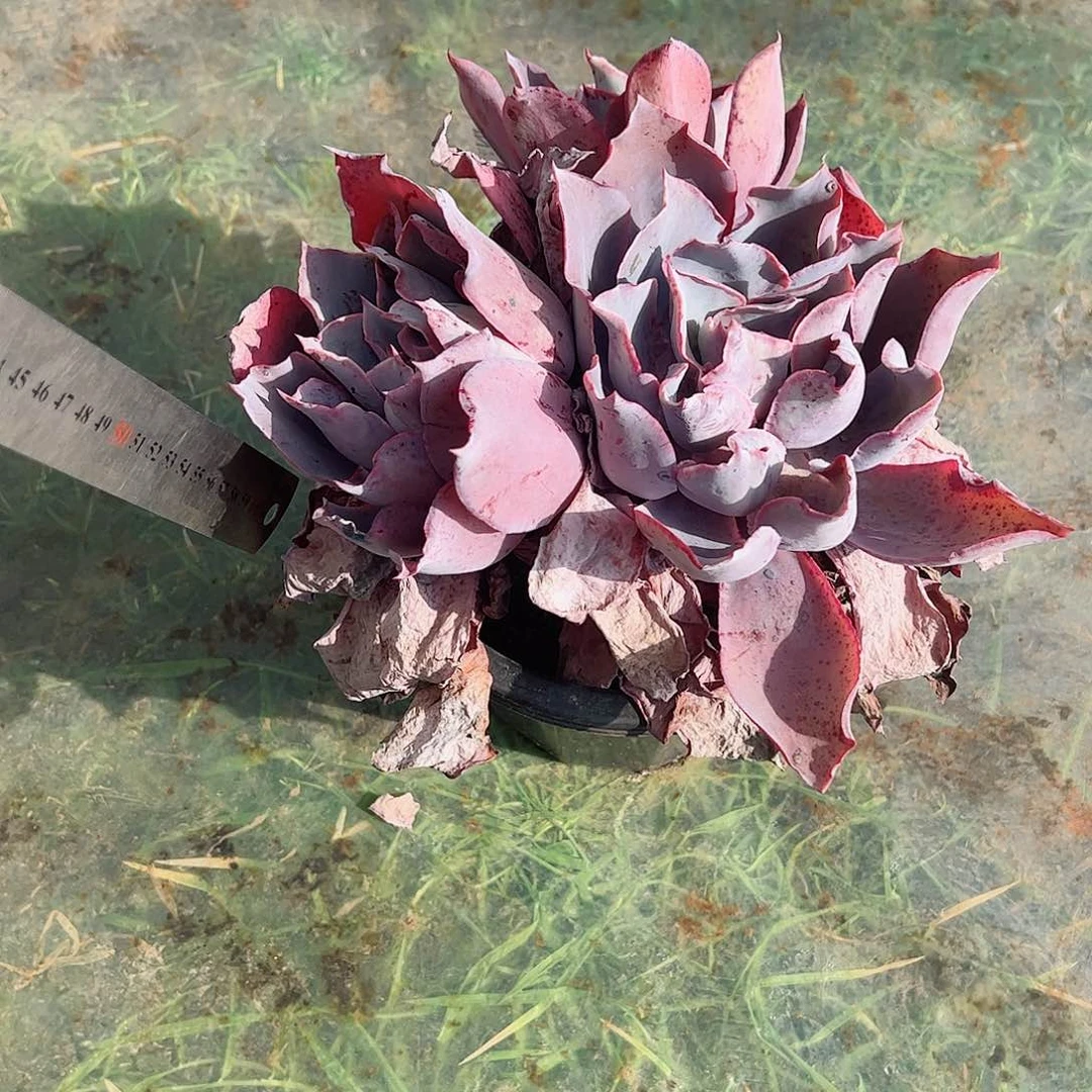 晚霞双头起大盆老桩