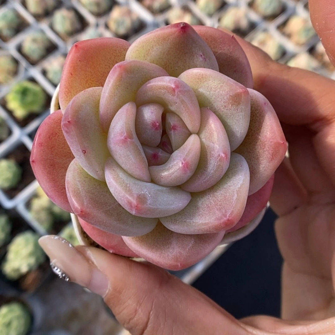 熊猫珍妮561号。