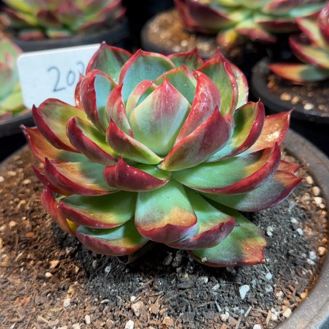 惊鸿一物一拍包装收缩花旱203