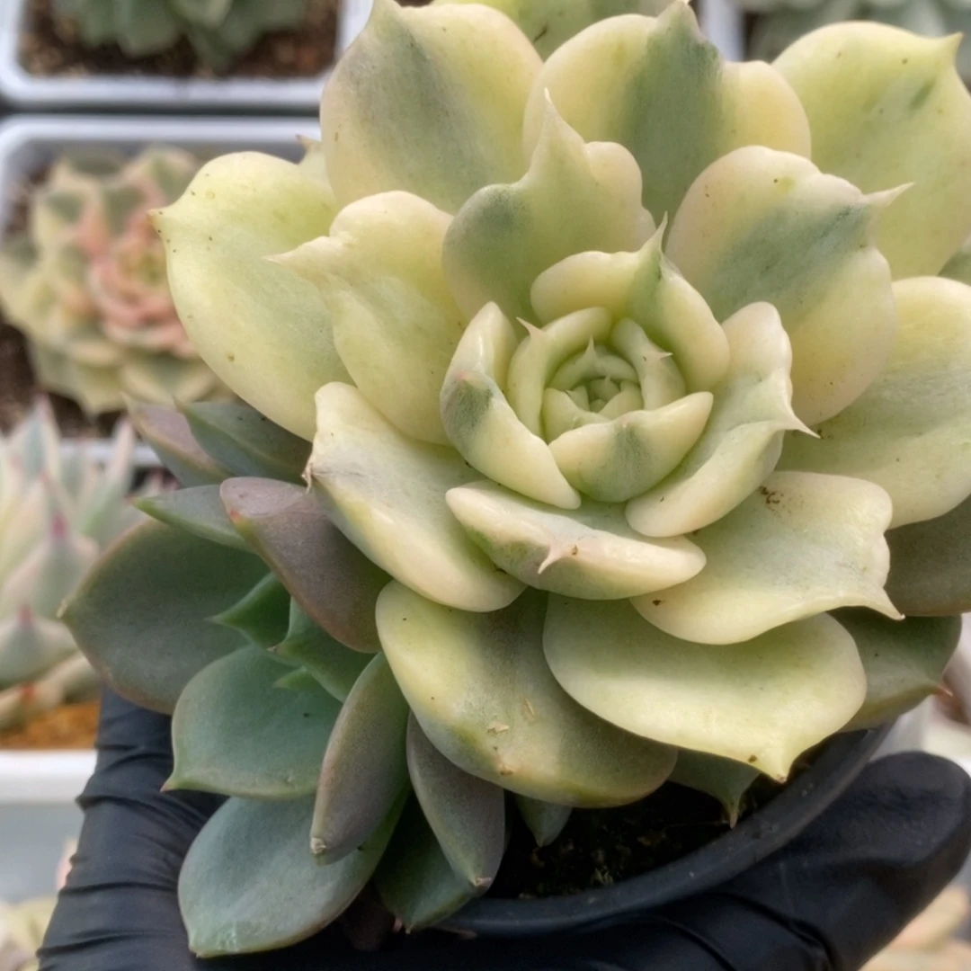 706贝加尔湖锦锦锦锦锦