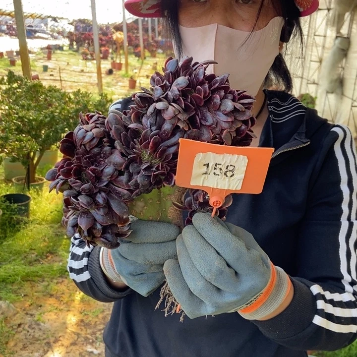 用****4158欧嘉莉缀化l1112