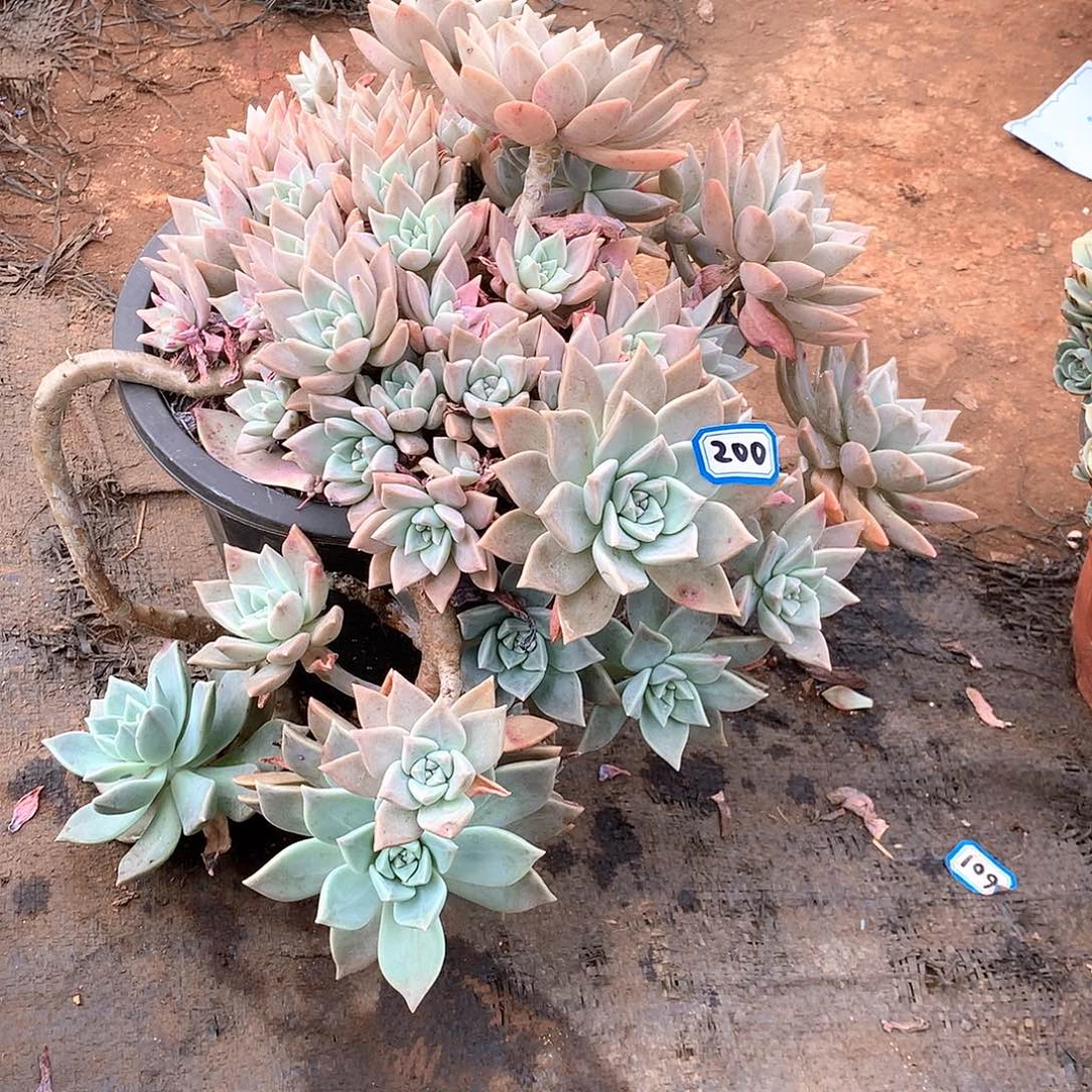 200血色黄昏 一物一拍多肉