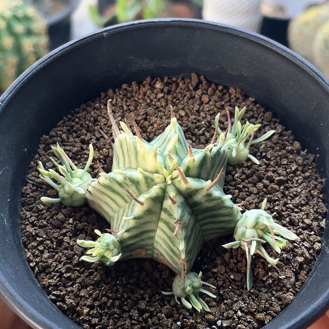 斑马锦仙人球多肉植物