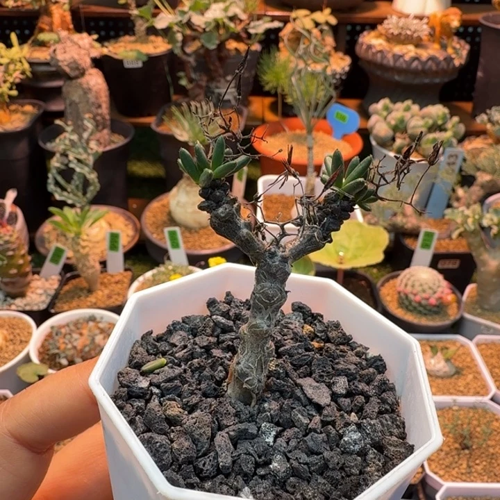 黑曼巴奇峰锦497 仙人球